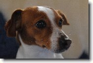 Jack Russell Terrier