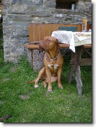 Dogue de Bordeaux \(Dog standard\)