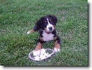 Bernese mountain dog \(Dog standard\)