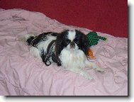 Chin, Japanese Chin