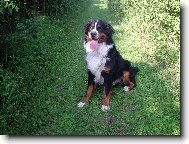 Bernese mountain dog \(Dog standard\)