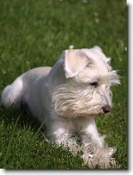 Miniature schnauzer \(Dog standard\)