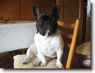 French bulldog \(Dog standard\)