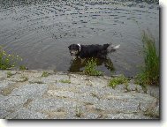 Border collie \\\\\\\\\\\\\\\\\\\\\(Dog standard\\\\\\\\\\\\\\\\\\\\\)