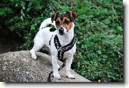 Jack Russell Terrier