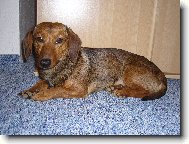 Dachshund \(teckel\) \(Dog standard\)