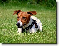 Jack Russell Terrier