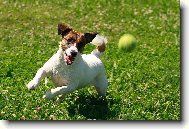 Jack Russell Terrier