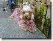 Jorkrsk terier, Yorkshire Terrier,