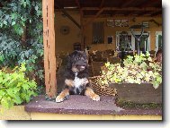 Tibetan Mastiff \(Dog standard\)