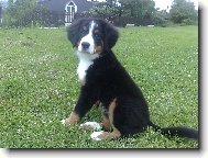 Bernese mountain dog \(Dog standard\)