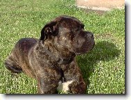 Cane Corso Italiano