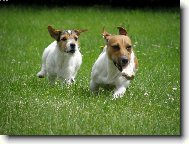 Jack Russell Terrier