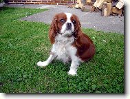 Cavalier King Charles Spaniel