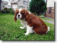 Cavalier King Charles Spaniel