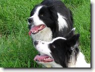 Border Collie