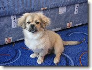 Tibetan spaniel \(Dog standard\)