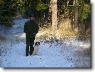 Welsh Springer Spaniel