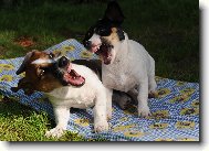 Jack Russell Terrier