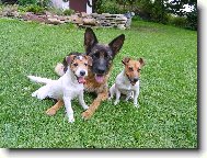 Jack Russell Terrier