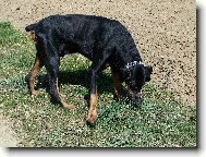 Dobermann \(Dog standard\)