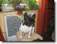 French bulldog \(Dog standard\)