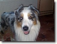 Australian Shepherd Dog