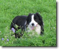 Border collie \\\\\\\\\\\\\\\\\\\\\(Dog standard\\\\\\\\\\\\\\\\\\\\\)