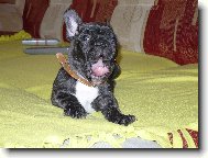 French bulldog \(Dog standard\)