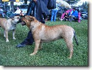 Perro de Presa Mallorquin