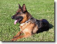 German shepherd dog \(Dog standard\)