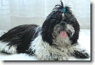 icu, Shih-Tzu