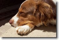 Australian Shepherd Dog