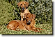 Rhodesian Ridgeback