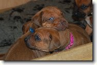 Rhodesian Ridgeback