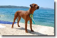 Rhodesian Ridgeback