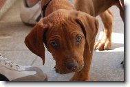 Rhodesian Ridgeback