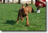 Rhodesian Ridgeback