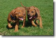 Rhodesian Ridgeback