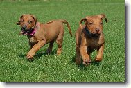 Rhodesian Ridgeback