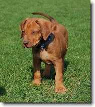 Rhodesian Ridgeback