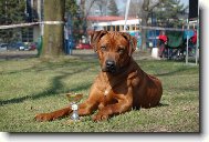 Rhodesian Ridgeback