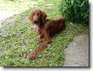 Irish Red Setter