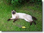 Siamese \(cat\)