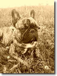 French bulldog \(Dog standard\)