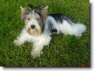 Yorkshire terrier \(Dog standard\)