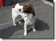 Drentse Patrijshond, Drentse Partridge Dog