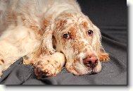 English setter