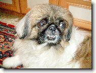 Pekingese, Pekinese, Peking Palasthound