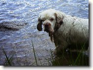 Clumber Spaniel